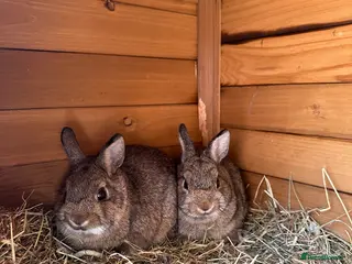 Netherland Dwarf rabbits Pair of Netherland Dwarf Black Otter Mix Rabbits - Advert 7