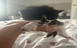 Mixed Breed cats for sale: 4 beautiful kittens  - Image 5