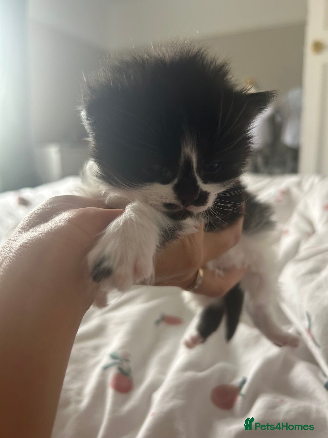 Mixed Breed cats for sale: 4 beautiful kittens  - Image 5