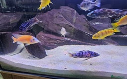 Cichlids fish for sale: African cichlids -  - Image 1