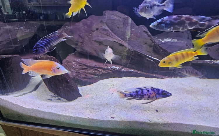 Cichlids fish - Advert 14