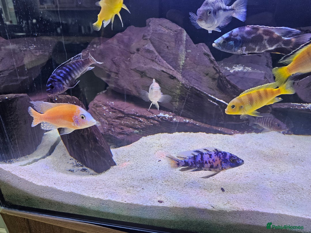 Cichlids fish for sale: African cichlids -  - Image 1