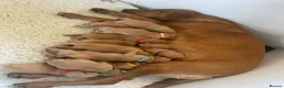 Labrador Retriever dogs for sale: Fox red Labradors puppy  in Yelverton - Advert 7