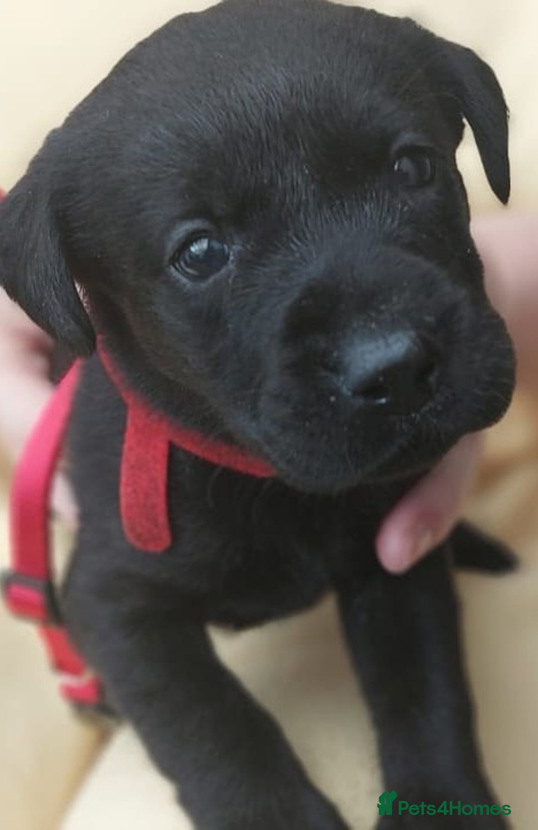 Labrador Retriever dogs for sale: Excellent KC Registered working Black Lab pups  - Image 8