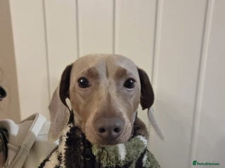 Miniature Dachshund dogs PROVEN KC Reg Miniature dachshund stud isabellatan - Advert 4