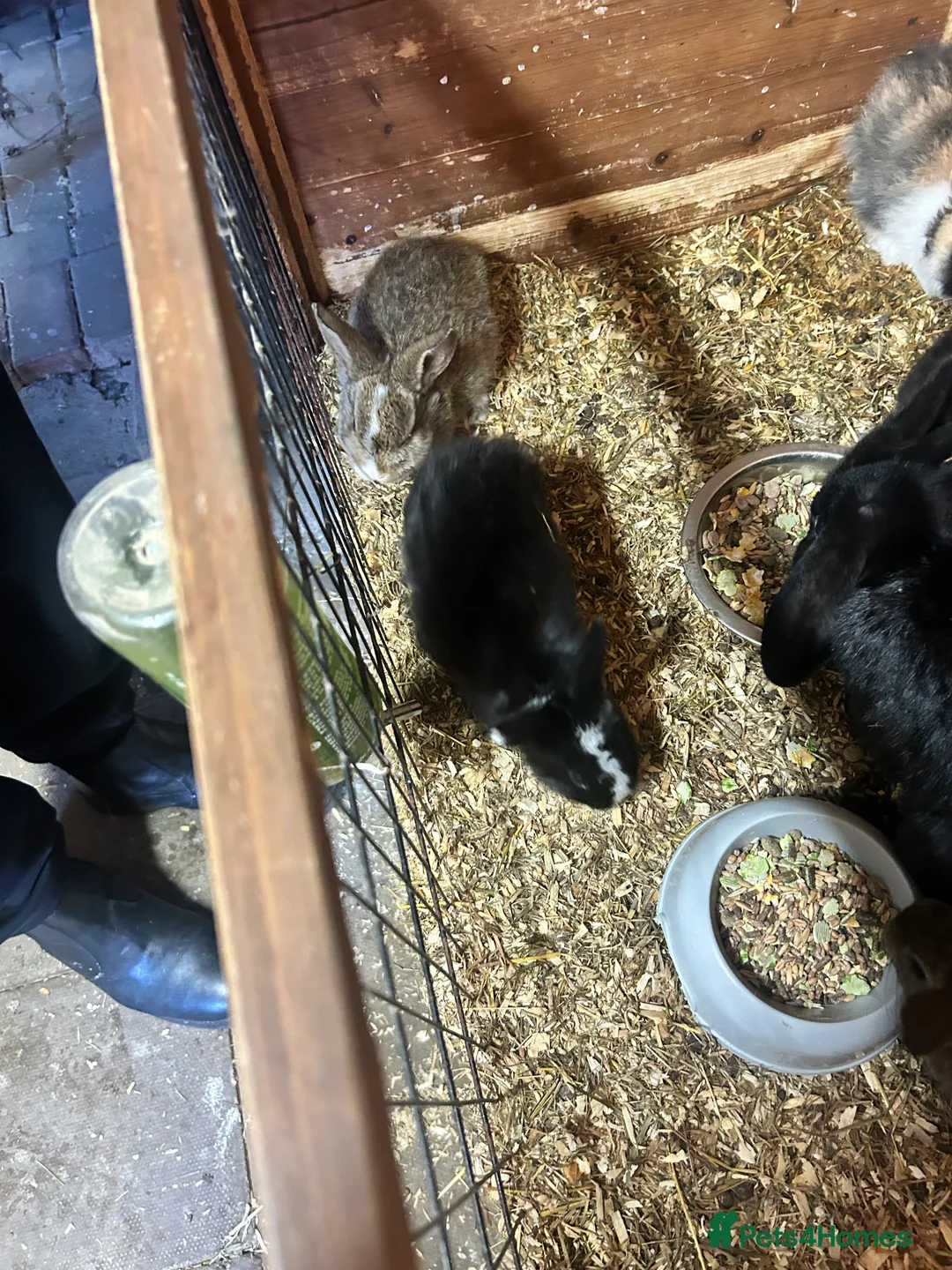 Mini Lion Lop rabbits for sale: 7 mini lop - Advert 6