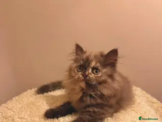 British Longhair cats Stunning Chocolate-tortie British longhair female✨ - Advert 12