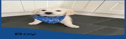 Golden Retriever dogs for sale: KC Registered Golden Retriever puppies  - Advert 12