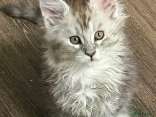 Maine Coon cats Poly Maine Coons Registered Neutered Vaccinated - Advert 16