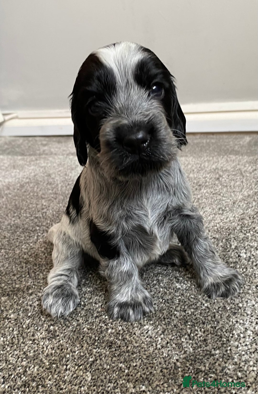 Cocker Spaniel dogs for sale: Beautiful cocker spaniel puppies  - Image 7
