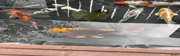 Koi Carp fish for sale: Koi carp - Advert 9
