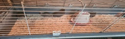 Quail poultry for sale: Cotournix Quail in Fleet - Advert 1