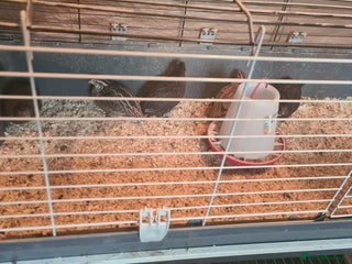 Quail poultry Cotournix Quail in Fleet - Advert 1