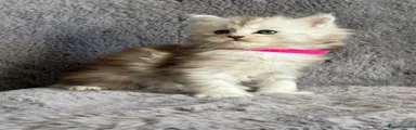 Black Silver Maine Coon Girl (dark pink collar)