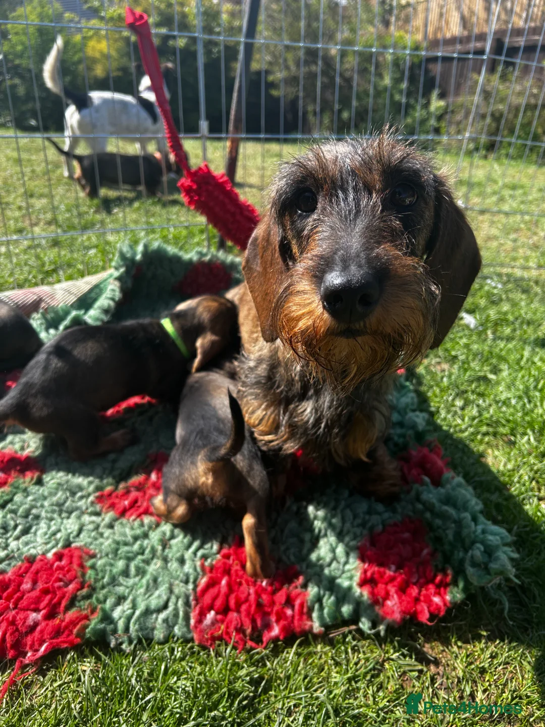 Dachshund dogs for sale: Health Tested Standard Wire Dachshunds - Advert 11