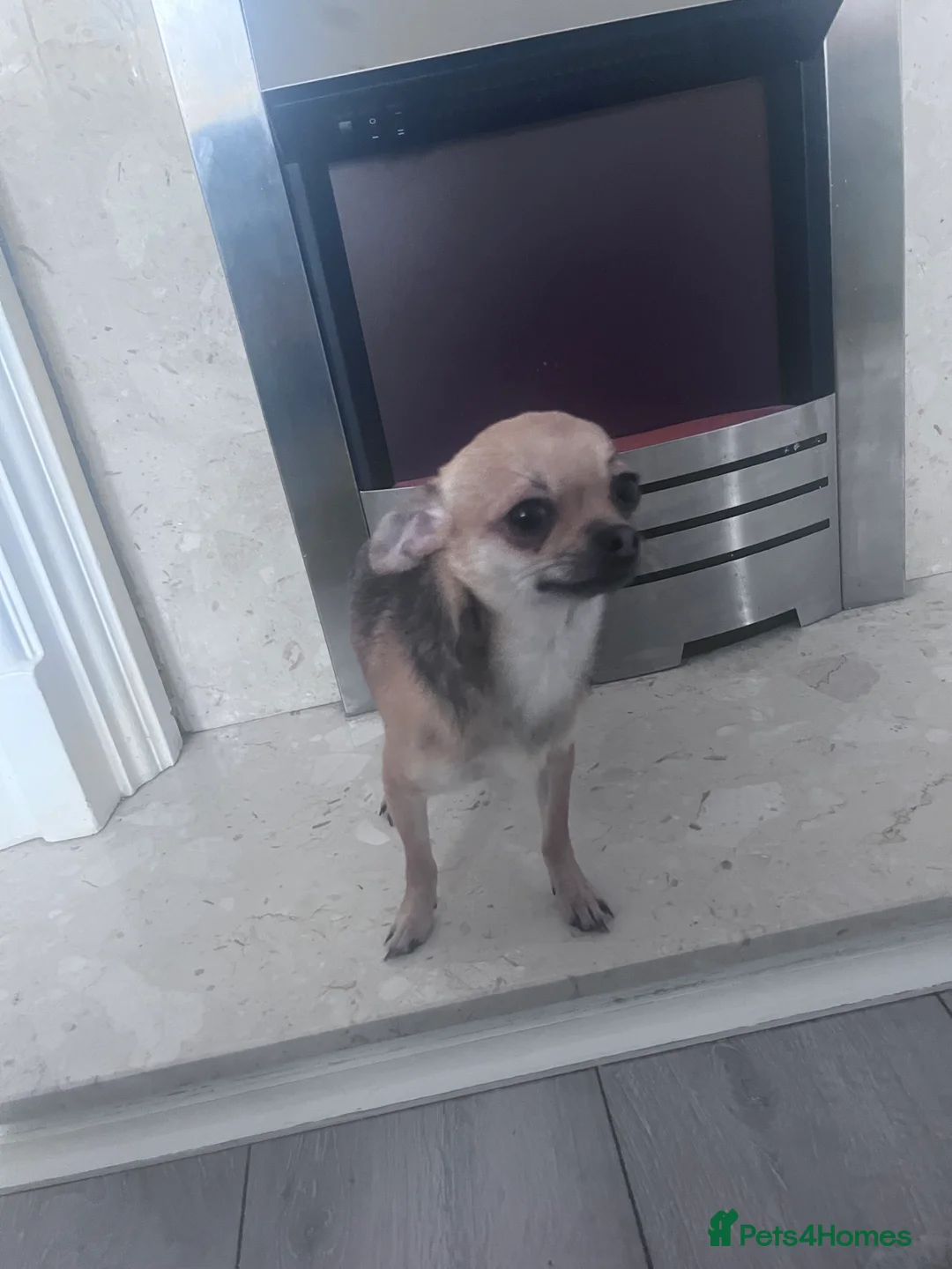 Chihuahua dogs for sale: Chihuahua  - Advert 5