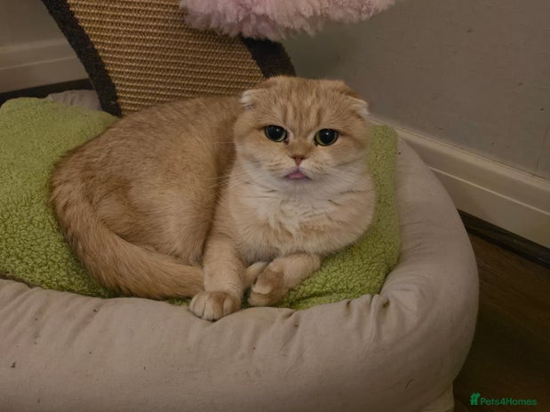 Scottish Fold cats - Advert 2