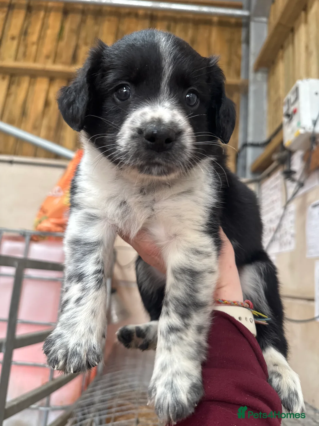 Sprollie dogs for sale: Beautiful Sprollie puppies - Advert 4