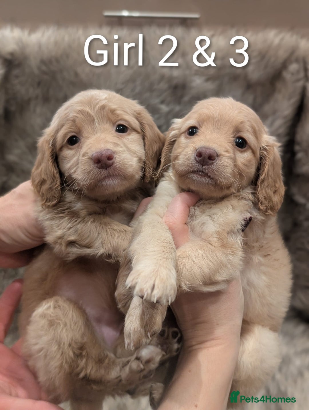 Cockapoo dogs for sale: Ready Soon Stunning Cockapoo Puppies - Advert 2