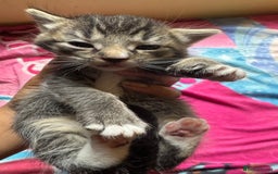 Persian cats for sale: ADORABLE FLUFFY LOVABLE PERSIAN KITTENS - Image 3