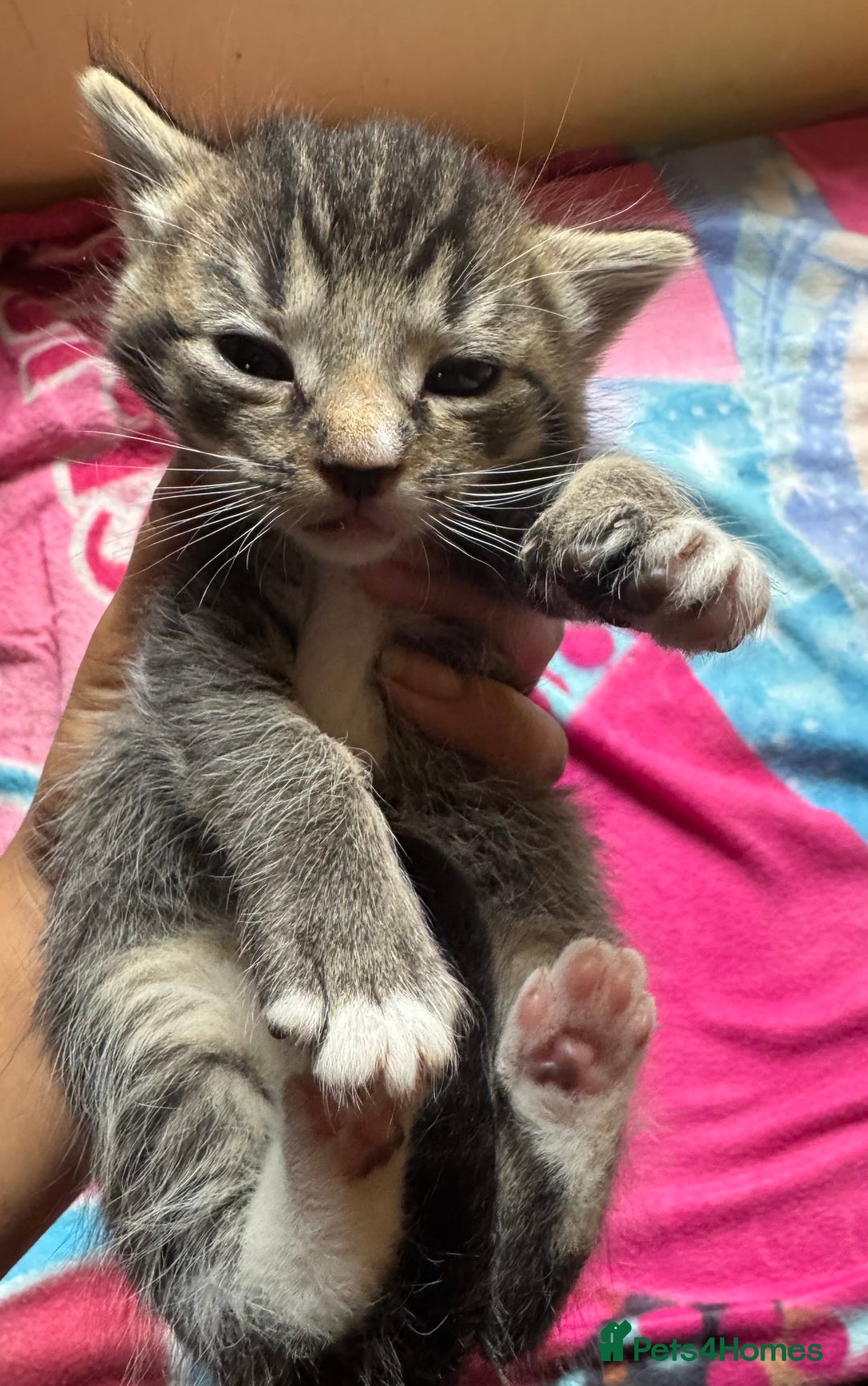 Persian cats for sale: ADORABLE FLUFFY LOVABLE PERSIAN KITTENS - Image 3