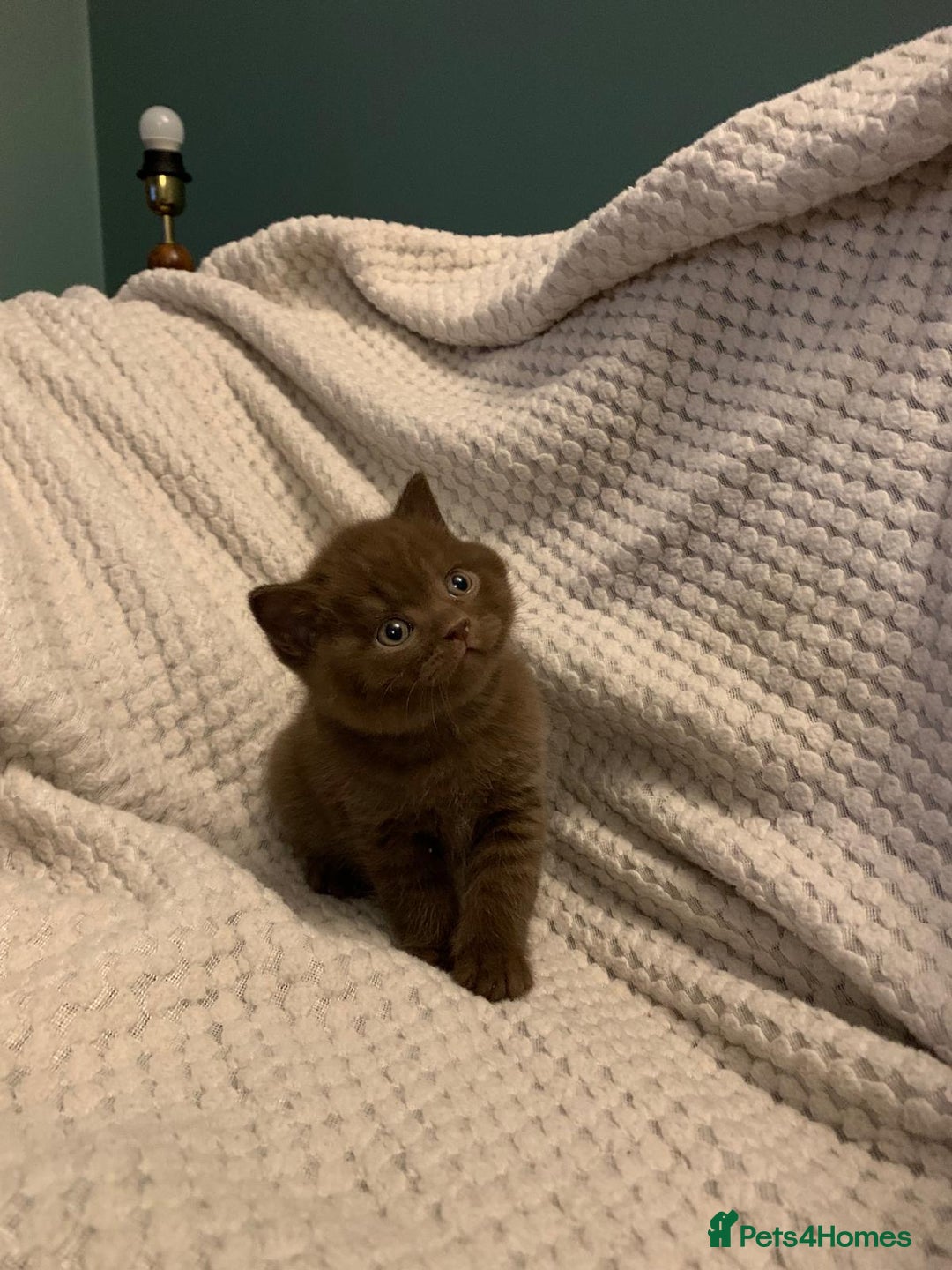 British Shorthair cats for sale: GCCF British shorthair kittens  - Advert 14