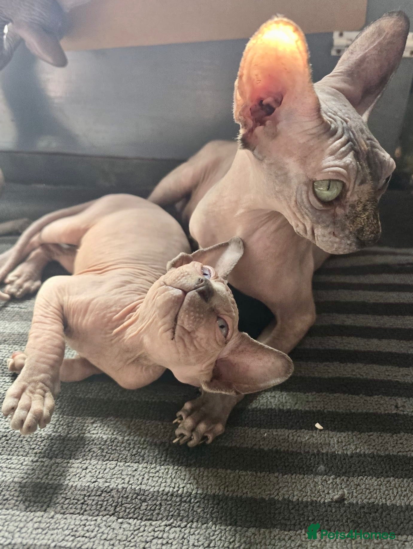 Sphynx cats Sphynx Boys Looking for Their New Homes 🐾 - Advert 6