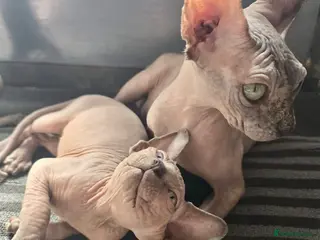 Sphynx cats Sphynx Boys Looking for Their New Homes 🐾 - Advert 6