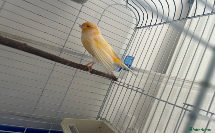 Canaries birds - Advert 4