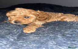 Cavapoo dogs for sale: F2B Cavapoo puppies  - Image 3