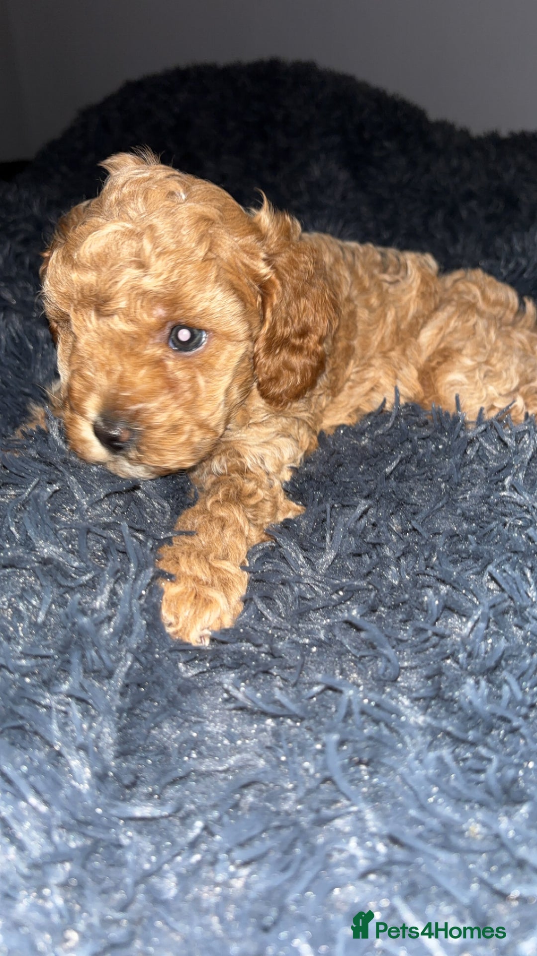 Cavapoo dogs for sale: F2B Cavapoo puppies  - Image 3