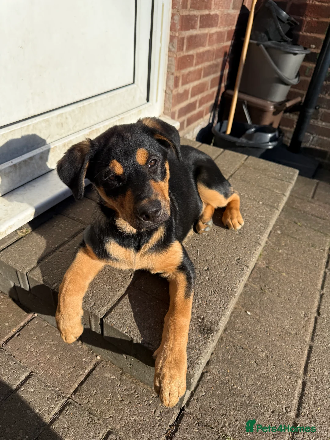 Rottweiler dogs for sale: Last 3 puppies of litter - Advert 2