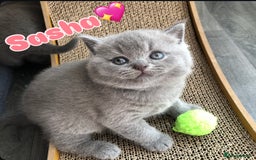 British Shorthair cats for sale: GCCF British shorthair kittens for Sale - Image 9