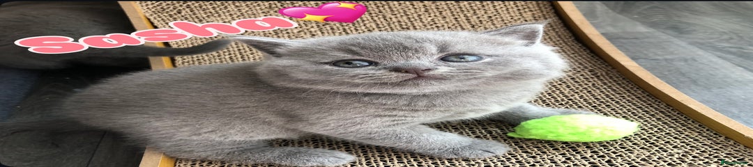 British Shorthair Kitten 5