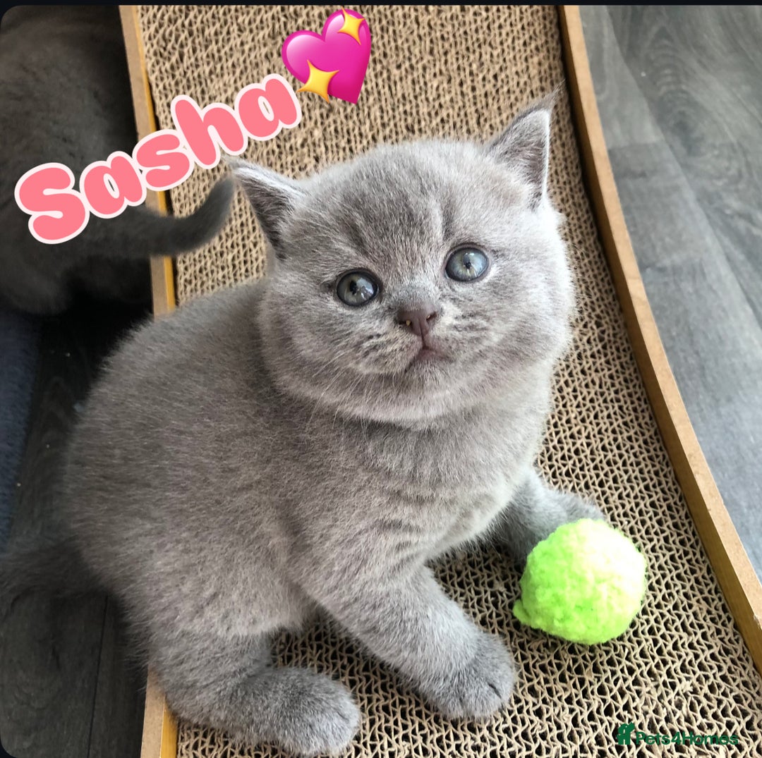 British Shorthair cats for sale: GCCF British shorthair kittens for Sale - Image 9