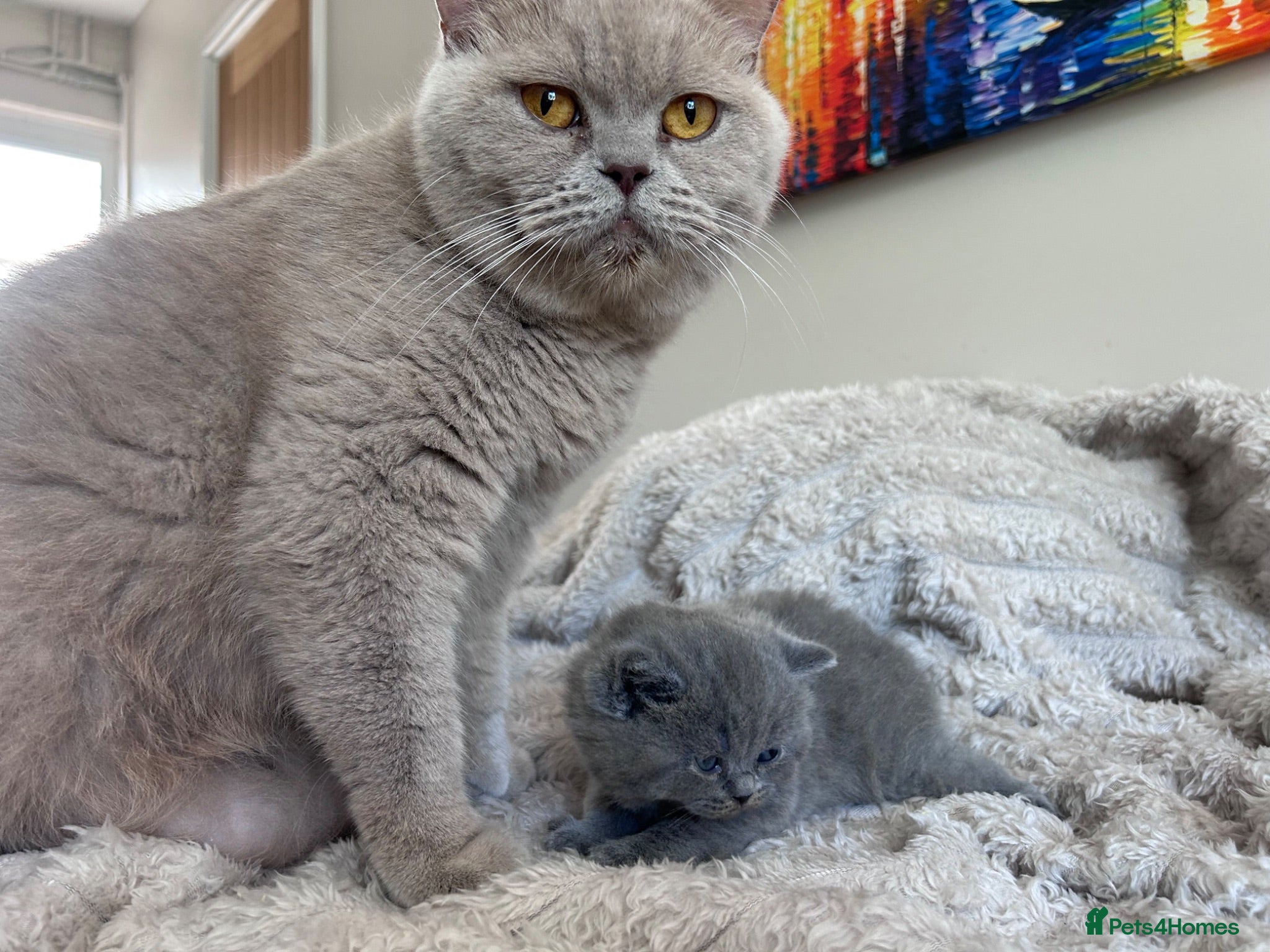 British Shorthair cats Tica registered British Shorthair Kittens  - Advert 2