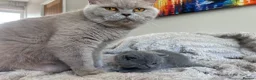 British Shorthair cats for sale: Tica registered British Shorthair Kittens  - Advert 2