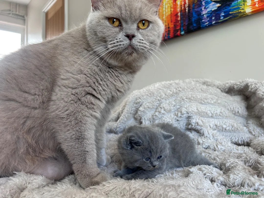 British Shorthair cats for sale: Tica registered British Shorthair Kittens  - Advert 2