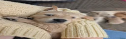 Golden Retriever dogs for sale: Golden Retriever puppies  - Advert 19