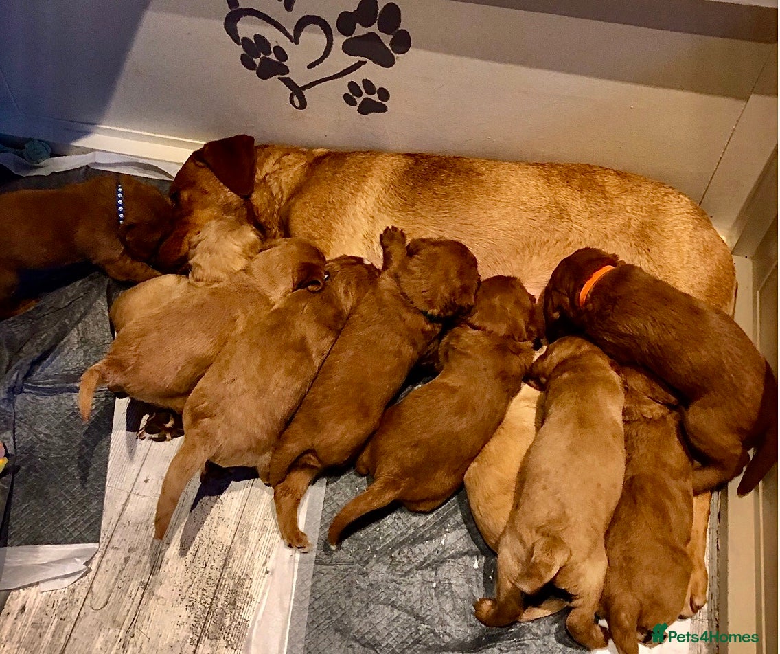 Labradoodle dogs for sale: Red fox miniature labradoodles due soon  - Advert 1