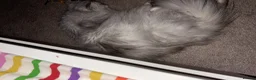 Persian cats for sale: Rover (male) - Advert 2