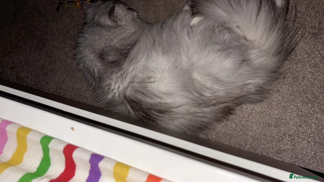 Persian cats for sale: Rover (male) - Advert 2