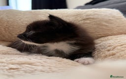 European cats for sale: Hope🐱 - Image 4
