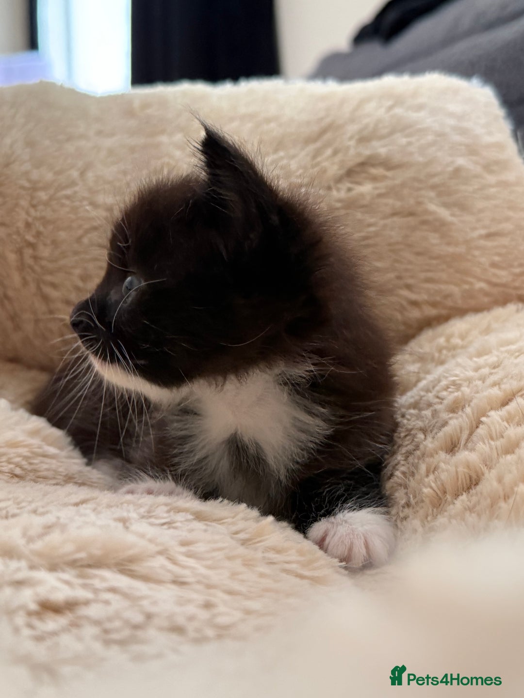 European cats for sale: Hope🐱 - Image 4