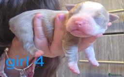 Boston Terrier dogs for sale: Beautiful Blue Bostons  - Image 23