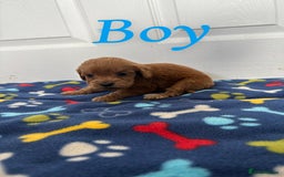 Cockapoo dogs for sale: Cockerpoos for sale  - Image 8