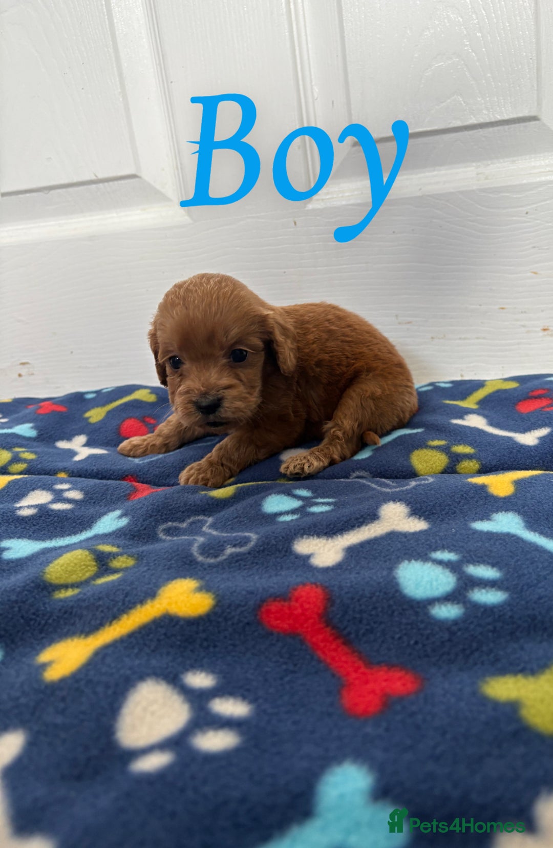 Cockapoo dogs for sale: Cockerpoos for sale  - Image 8