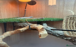 Iguana reptiles for sale: Orange zero iguana  - Image 3