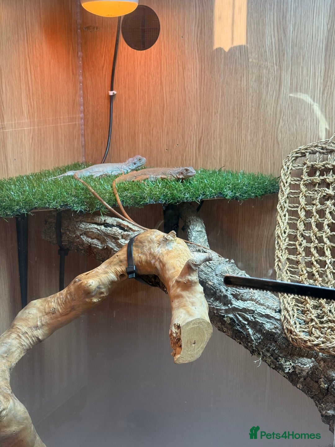 Iguana reptiles for sale: Orange zero iguana  - Image 3