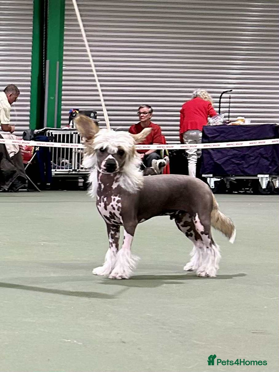 Chinese Crested dogs for sale: Beautiful Hairless Pup available. in Mitcheldean - Image 2